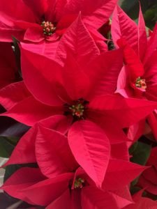 poinsettia