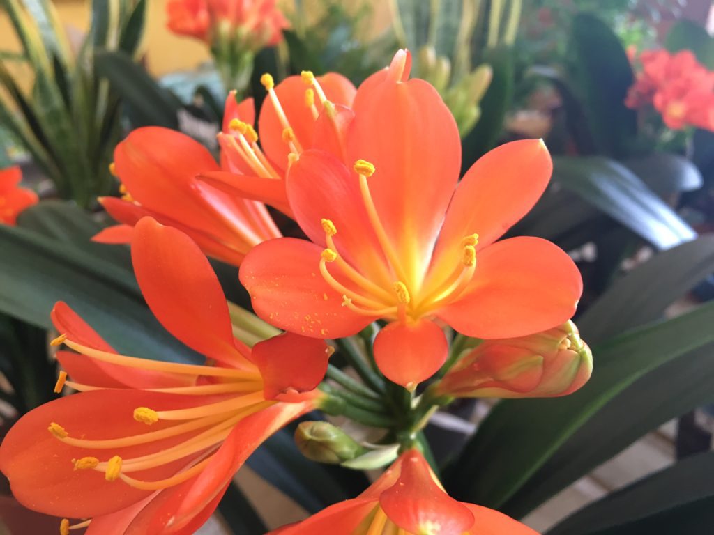 CLIVIA
