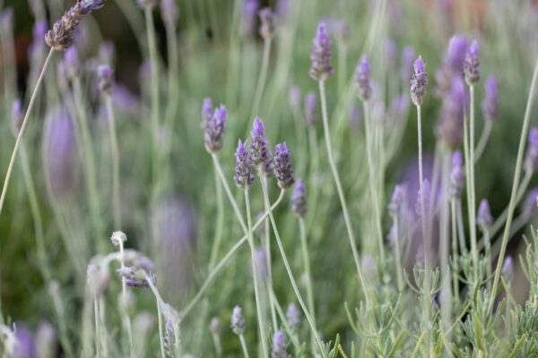 WhatsApp Image 2023-08-10 at 23.31.17 WhatsApp Image 2023-08-10 at 23.31.17