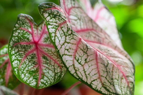 WhatsApp Image 2023-08-11 at 09.17.16 (3) WhatsApp Image 2023-08-11 at 09.17.16 (3)