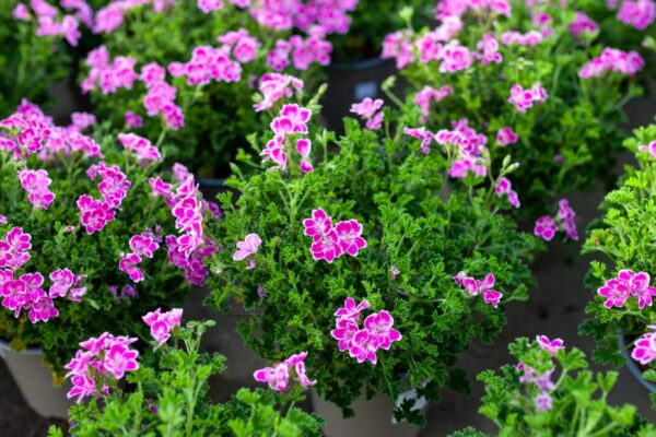 WhatsApp Image 2023-08-11 at 09.17.16 WhatsApp Image 2023-08-11 at 09.17.16