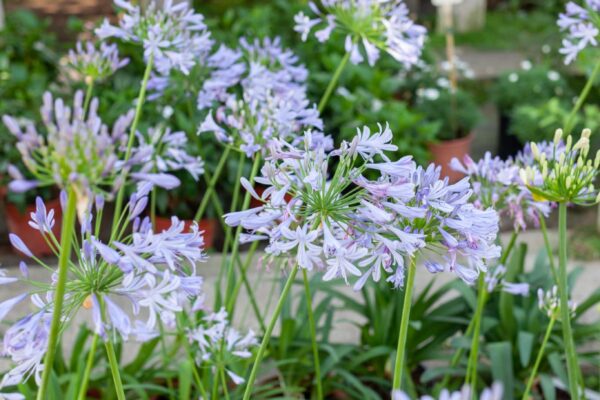 WhatsApp Image 2023-08-11 at 09.17.16 (8) WhatsApp Image 2023-08-11 at 09.17.16 (8)