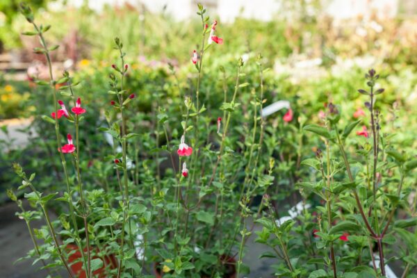 WhatsApp Image 2023-08-11 at 09.17.17 (4) WhatsApp Image 2023-08-11 at 09.17.17 (4)