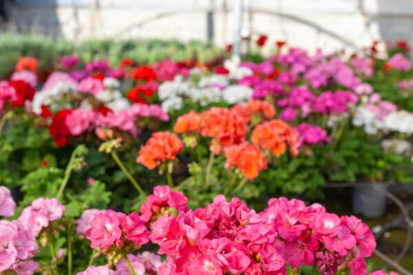 WhatsApp Image 2023-08-11 at 09.17.17 (6) WhatsApp Image 2023-08-11 at 09.17.17 (6)