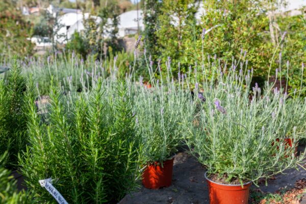 WhatsApp Image 2023-08-11 at 09.17.17 (9) WhatsApp Image 2023-08-11 at 09.17.17 (9)