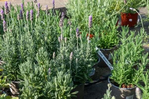 WhatsApp Image 2023-08-11 at 09.17.18 (3) WhatsApp Image 2023-08-11 at 09.17.18 (3)